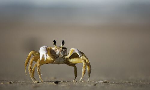 The Incredible Edible Crab! - The Health Benefits of Eating Crab