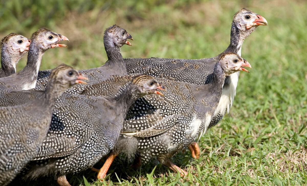 Raising Guinea Fowls: Everything You Should Know 