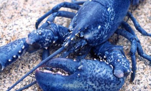 What Color Is My Crustacean? A Guide To The Many Lobster Colors