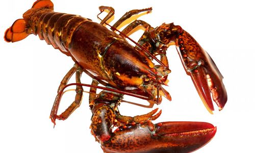 Are Lobsters Immortal?
