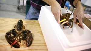 Lobster Gram Founder and chairman Dan Zawacki packages live lobsters at the company's warehouse on Chicago's North side on October 25, 2016. (Chris Sweda / Chicago Tribune)